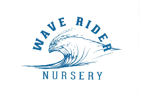 Wave Rider